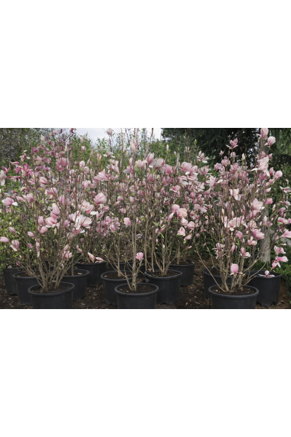 Магнолія суланжа Ломбарді Роуз